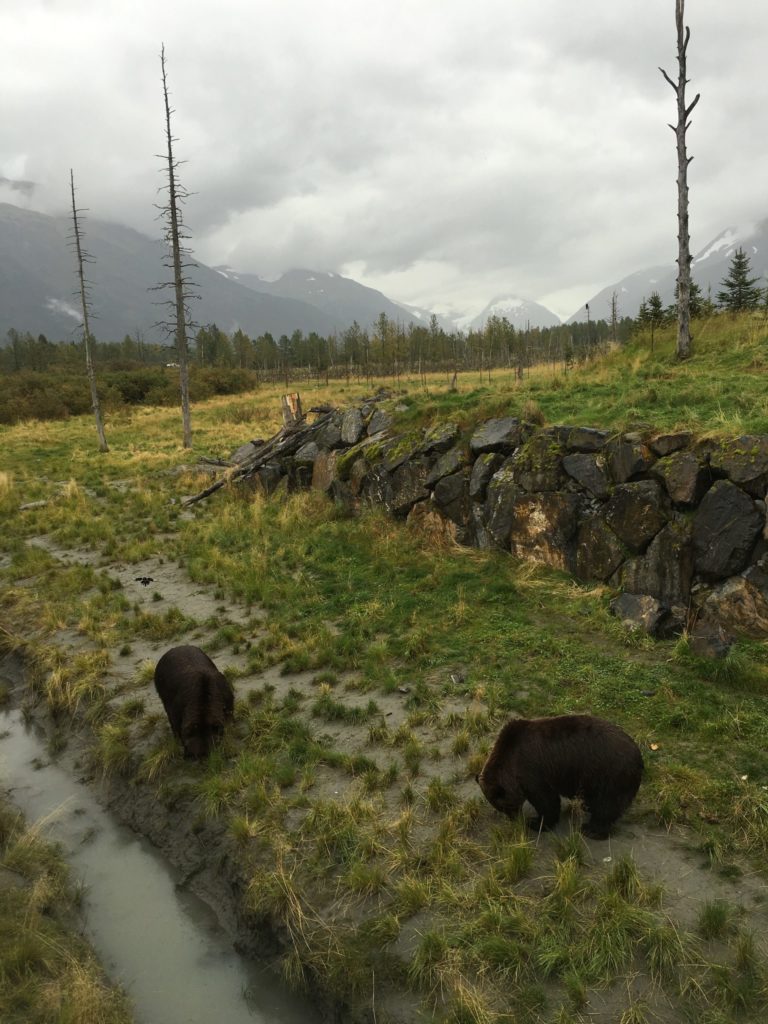 Alaska wildlife at the Conservation Center - a must stop on a day trip from Anchorage to Seward