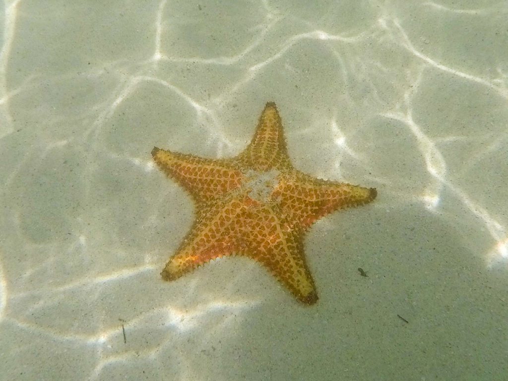 Starfish at Starfish Point