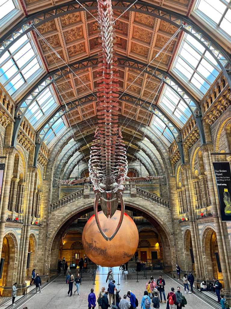 main gallery in London Natural History Museum